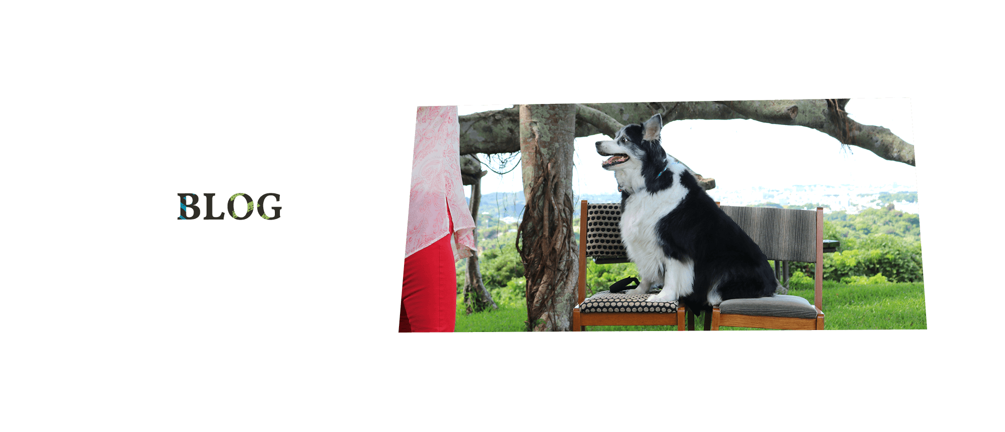 オフィシャルブログ